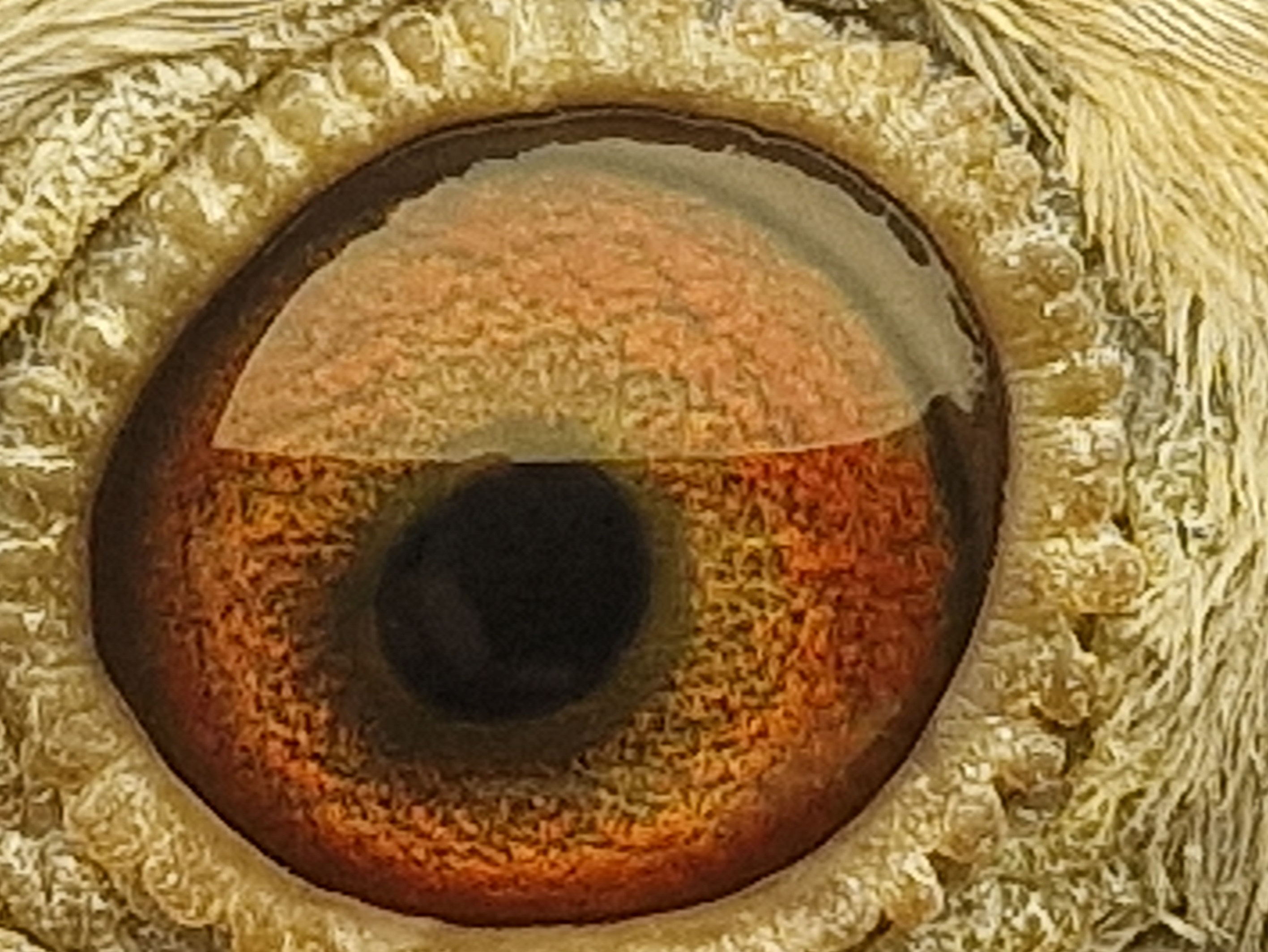 Pigeon eye